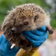 Igel Rocko