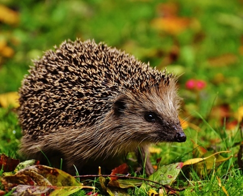 Igel