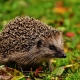 Igel